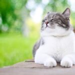 Problème de constipation : comment nourrir mon chat