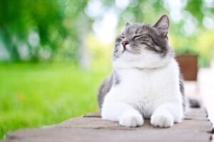 Problème de constipation : comment nourrir mon chat