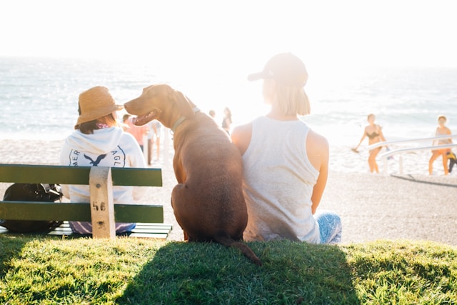 Méditation avec animaux