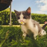 croquettes animaux compagnie