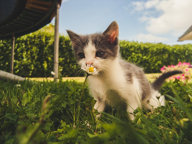 croquettes animaux compagnie