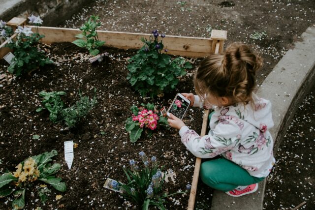 jardin potager