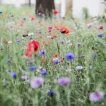 fleurs pour jardin