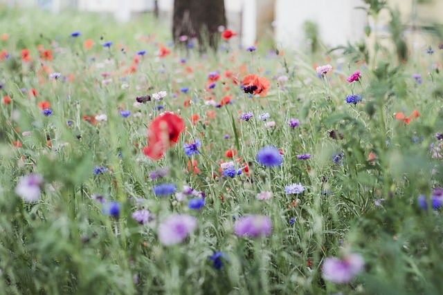 fleurs pour jardin