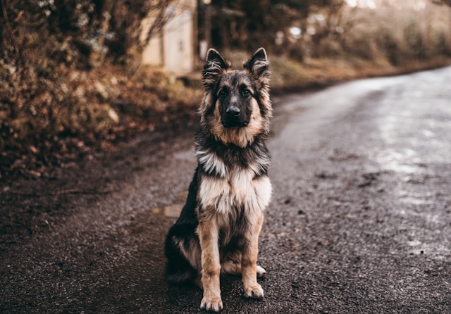 races de chiens protecteurs