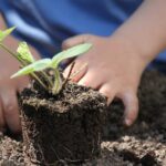 potager urbain