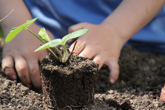 potager urbain