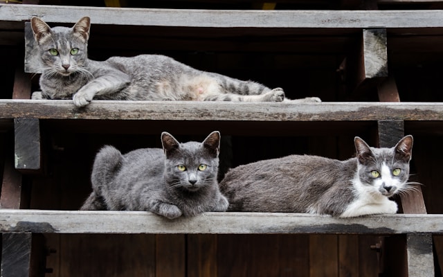 chats curieux