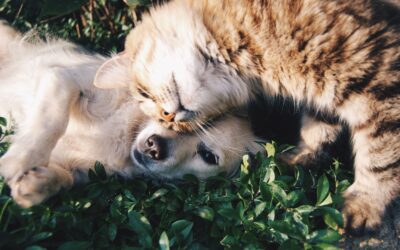 races de chiens les plus intelligentes