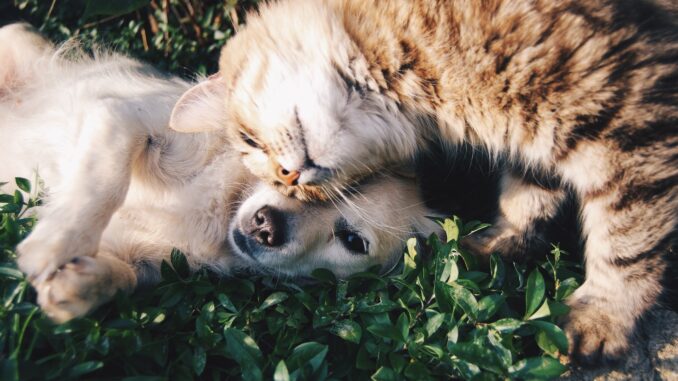 races de chiens les plus intelligentes