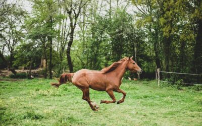 box cheval