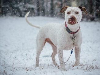 chiens et neige