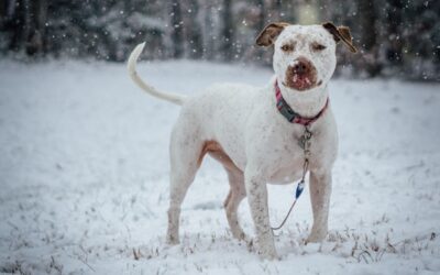 chiens et neige