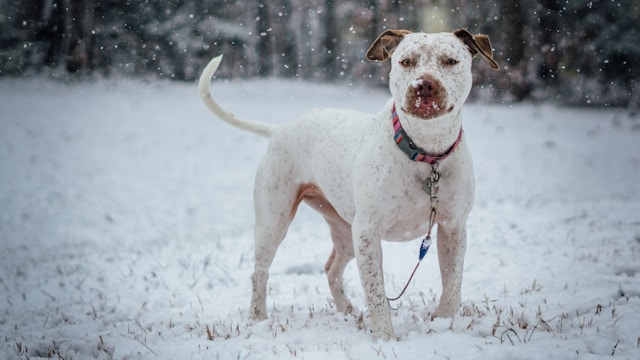 chiens et neige