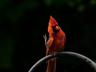 animaux disparus