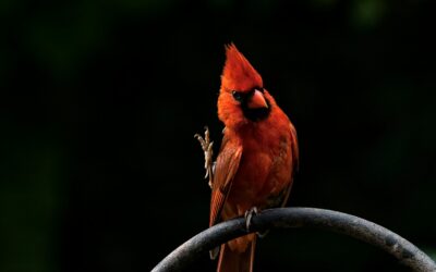 animaux disparus