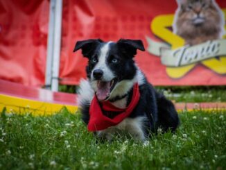 La meilleure alimentation pour un chiot en pleine forme