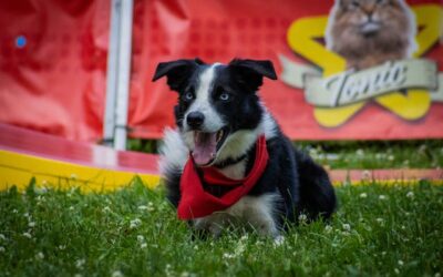 La meilleure alimentation pour un chiot en pleine forme