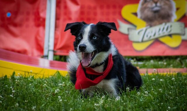 La meilleure alimentation pour un chiot en pleine forme