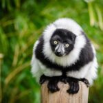 Animaux de forêt tropicale