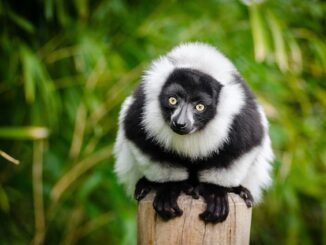 Animaux de forêt tropicale