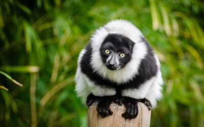 Animaux de forêt tropicale