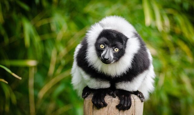 Animaux de forêt tropicale