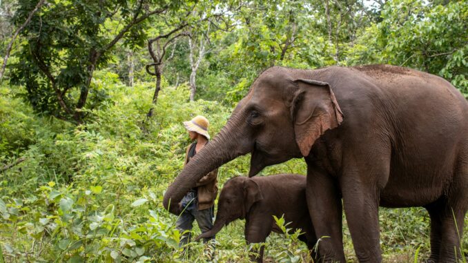 les éléphants au parc national Botum Sakor