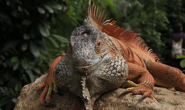reptiles de compagnie reptiles de compagnie