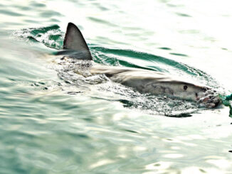 requins face à la surpêche mondiale