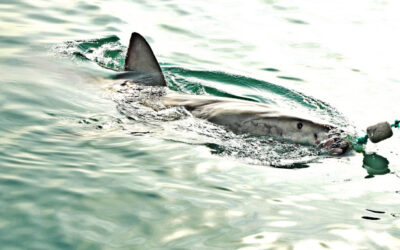 requins face à la surpêche mondiale