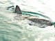 requins face à la surpêche mondiale