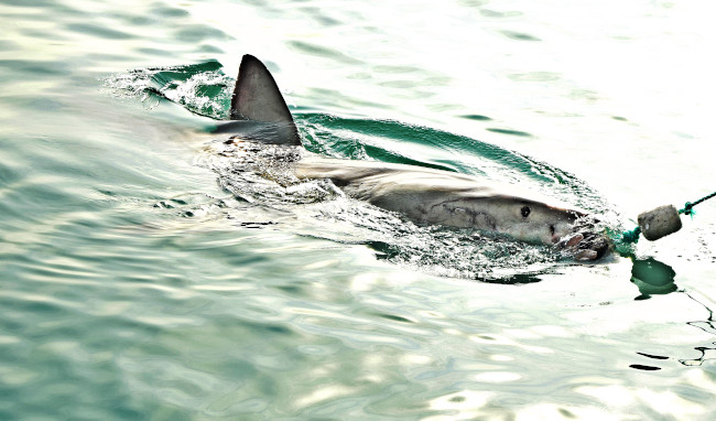 requins face à la surpêche mondiale