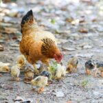 Détox animale : éviter les erreurs pour le bien-être animal.
