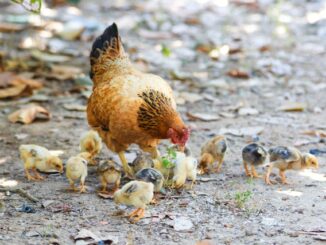 Détox animale : éviter les erreurs pour le bien-être animal.