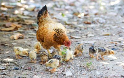 Détox animale : éviter les erreurs pour le bien-être animal.